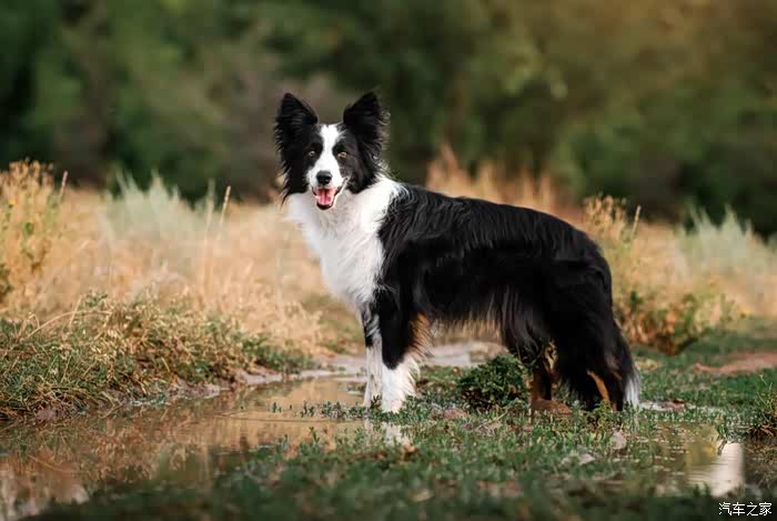 喜迎2022猎犬边境牧羊犬