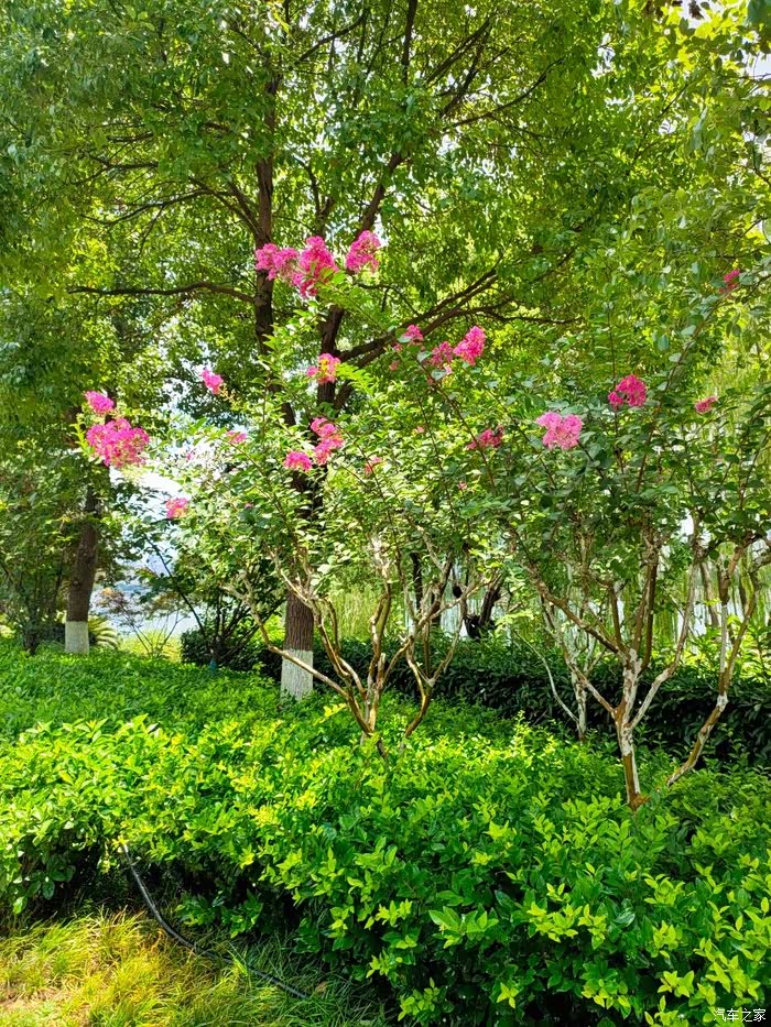 放肆一夏大白狮的夏天之花草树木