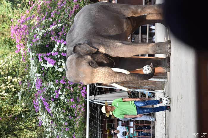 大象用鼻子转呼啦圈