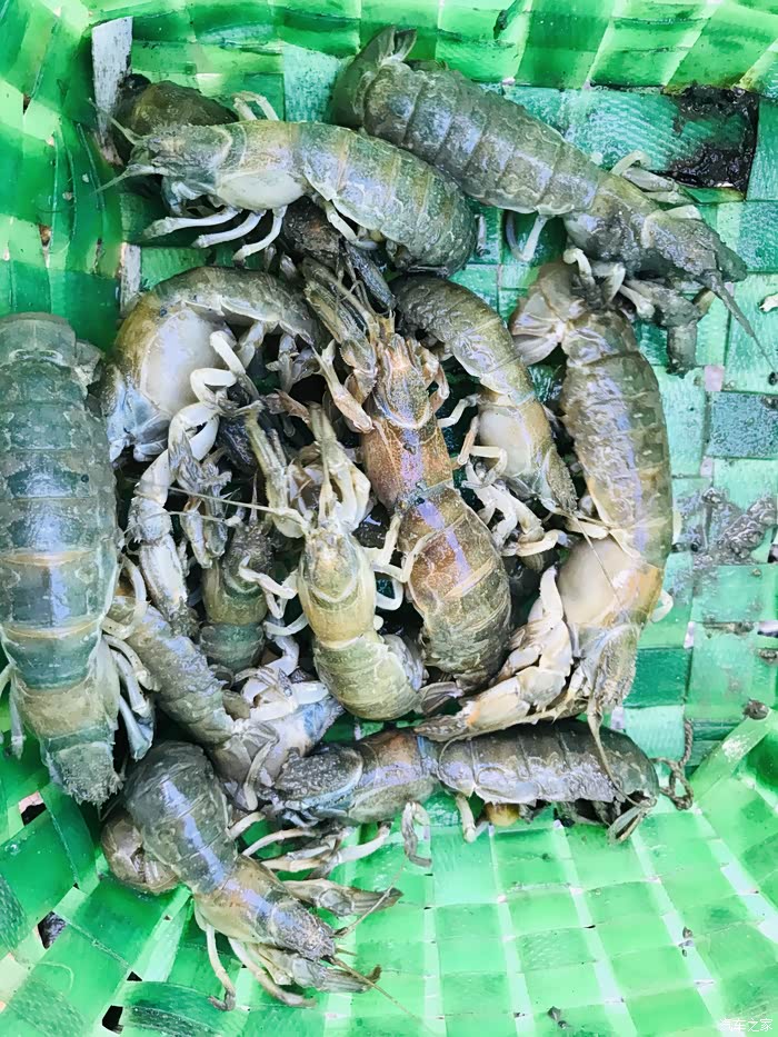 青岛当地人的赶海生活海峰子