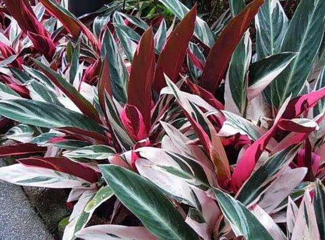 七彩竹芋是一种原产自巴西的美丽的观叶植物.