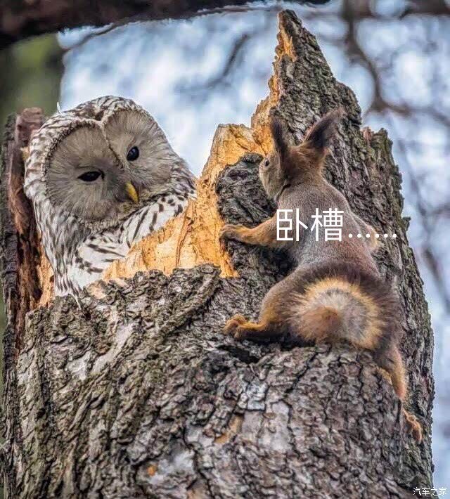 【图】吼吼吼哈哈哈_北京论坛_汽车之家论坛