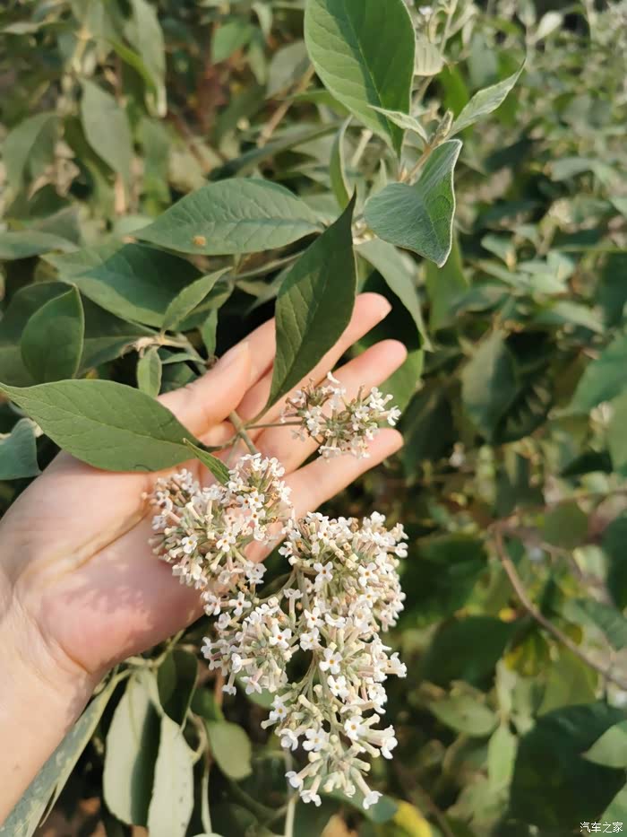 密蒙花～黄饭花