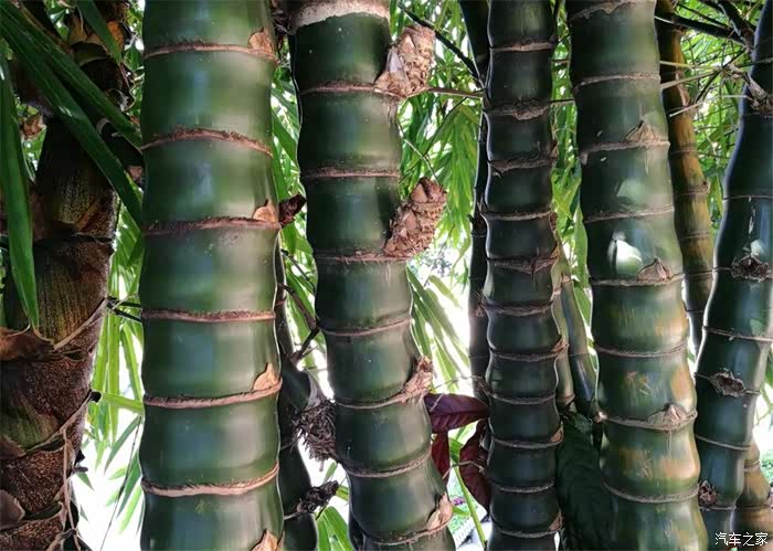 【 深圳长安车友会】192网中鱼-翠竹公园