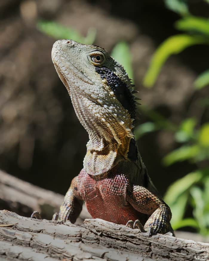 喜迎2022动物欣赏美洲鬣蜥