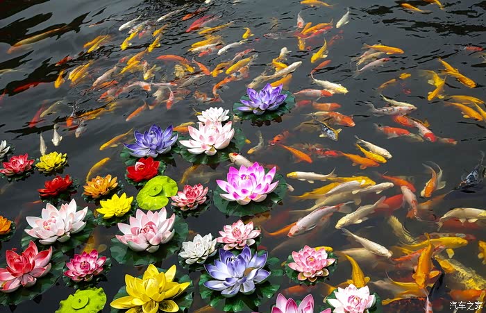 给人带来好运的锦鲤