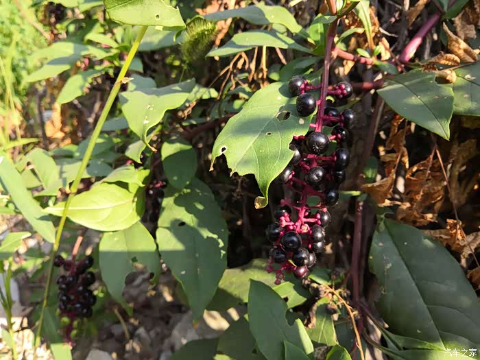 结出紫色果子的商陆