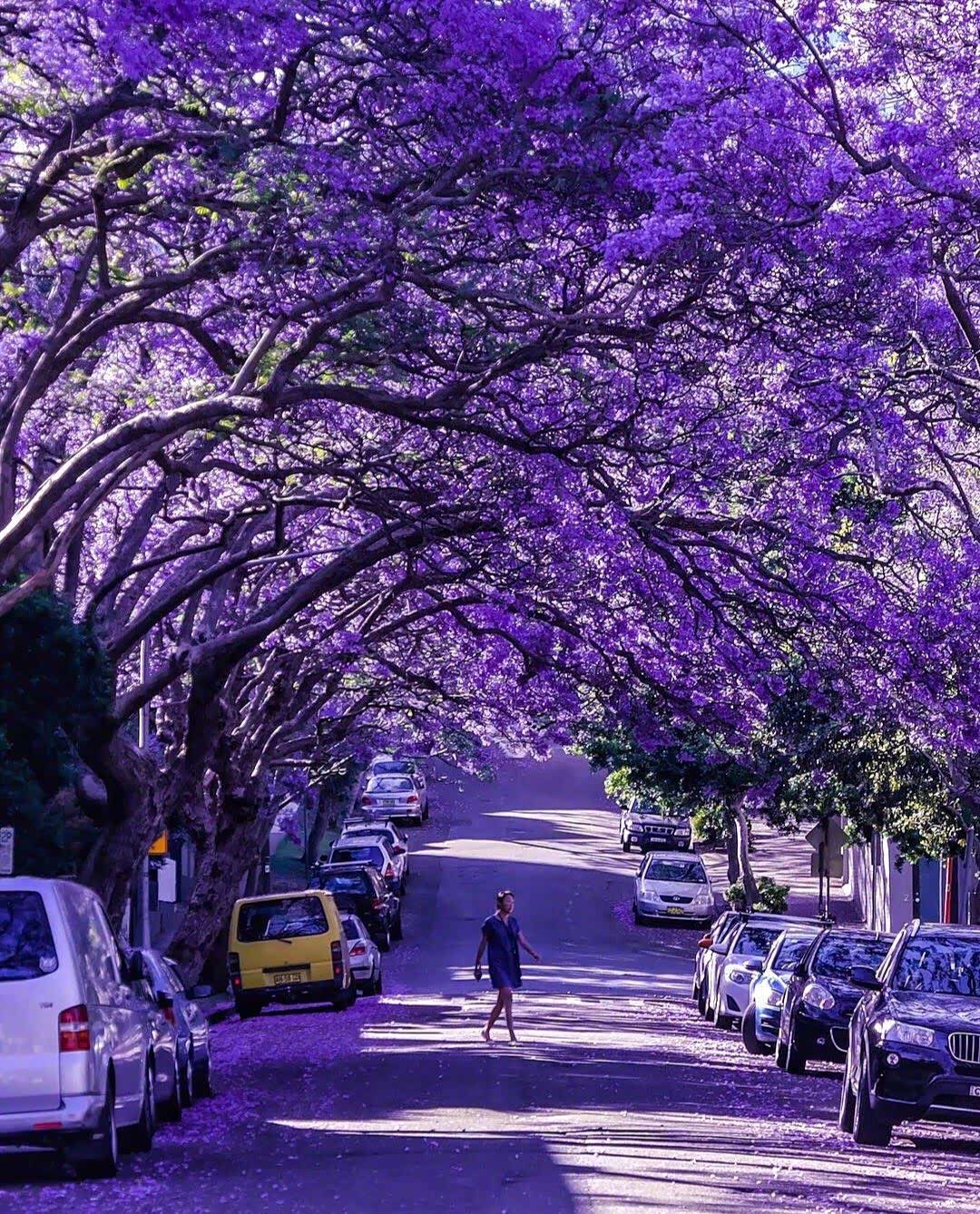 悉尼的绝美之地——蓝花楹大道.