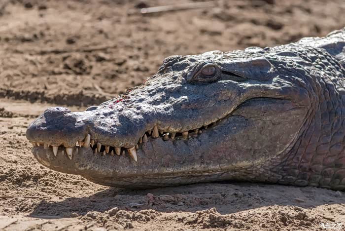 年末福利大反馈凶猛霸气的鳄鱼分享