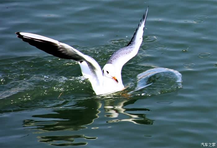 生活在江河湖泊随拍水鸽子