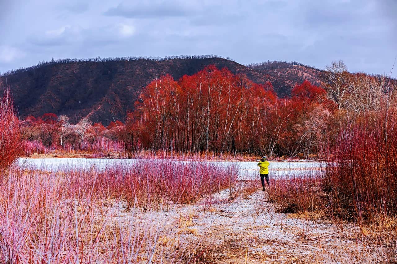 红毛柳是一种生长在河边及河滩砂石中的落叶乔木