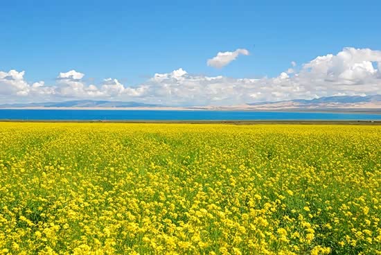 高原美景是大自然最天然的,黄色的美景