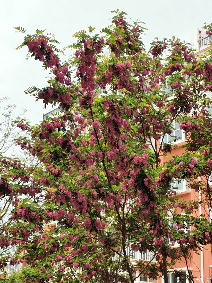 香气扑鼻的红花槐