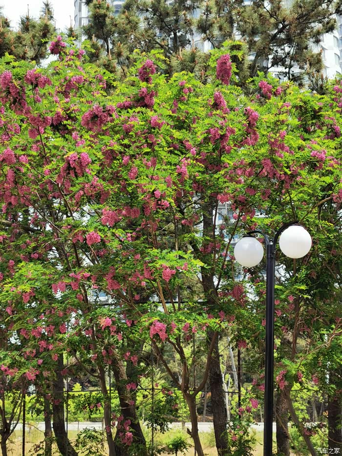 香气扑鼻的红花槐