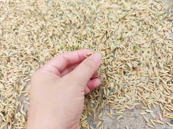 收获的季节,与小五共享家乡的稻谷味.