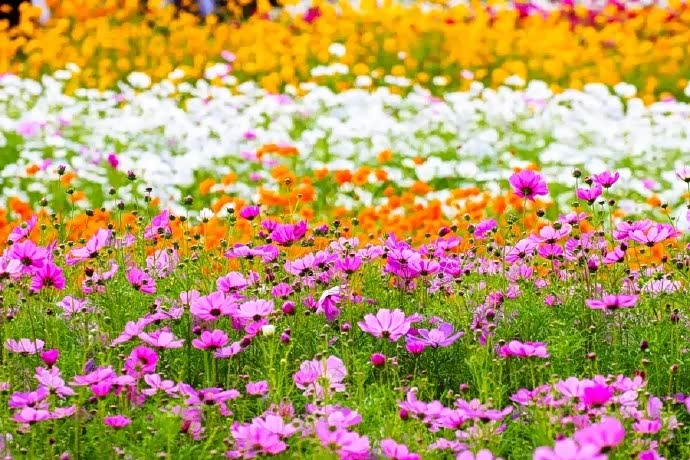 园内七彩花径漫山遍野开满了红色粉色黄色等各色格桑花