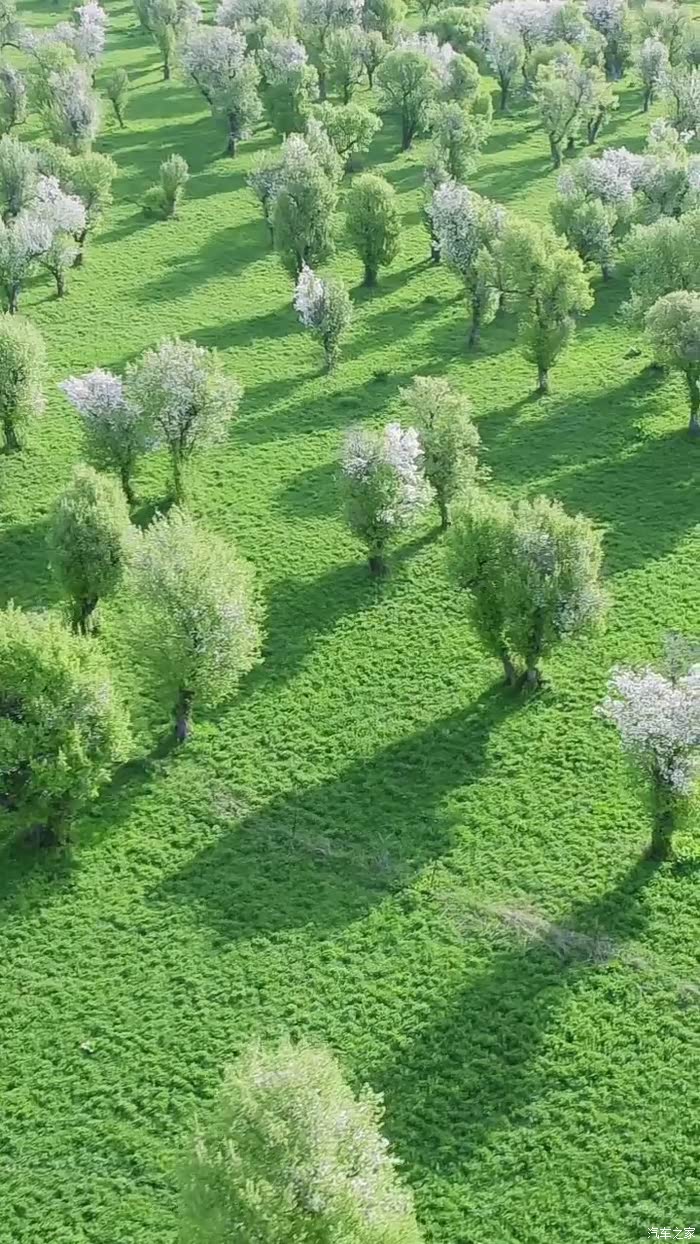 美丽的野苹果林