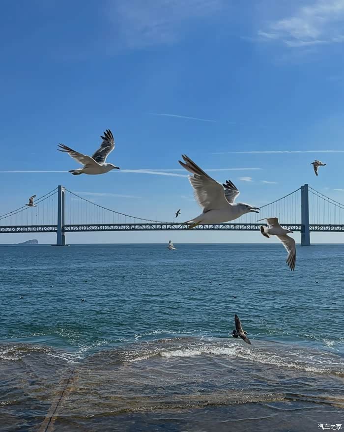 【图】自驾星海广场逛一逛 拍海鸥啦_摄影论坛_汽车之家论坛