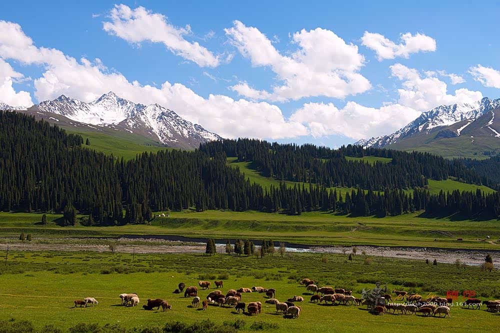 唐布拉大草原是伊犁尼勒克县境内喀什河峡谷草原景观的统称