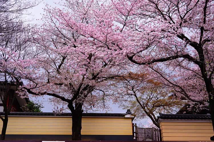 日本奈良公园樱花盛开小鹿穿梭其中如林中精灵