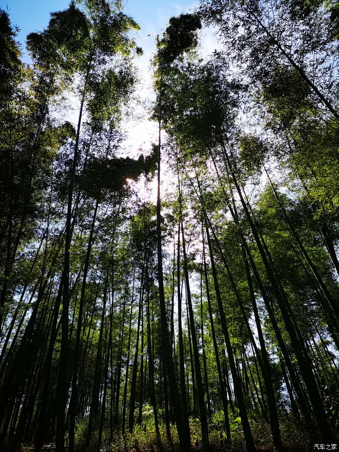 曲径闻竹香,登高观竹澜——游蔡伦竹海