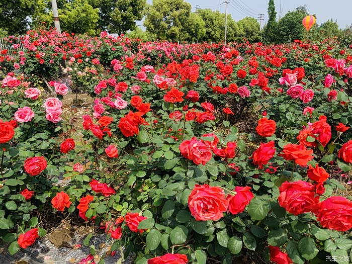 【图】成都市新津区唯一早春玫瑰花海自驾游.