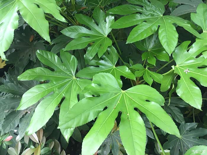 烈士雕塑下长着许多叶子像手掌一样的植物,叶丛油光青翠,非常好看.