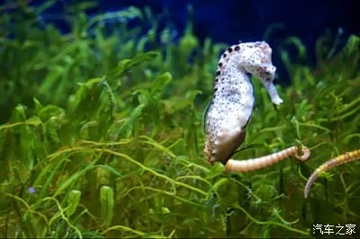 海马先生背鳍直在扇动像风扇样抡起圆形