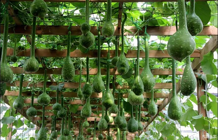 垂下来蔬菜仿佛一个巨蔬菜乐园,抬头一看就可以看到琳琅满目蔬菜.