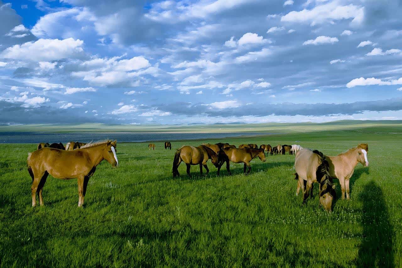 科尔沁大草原内蒙古九大草原之一