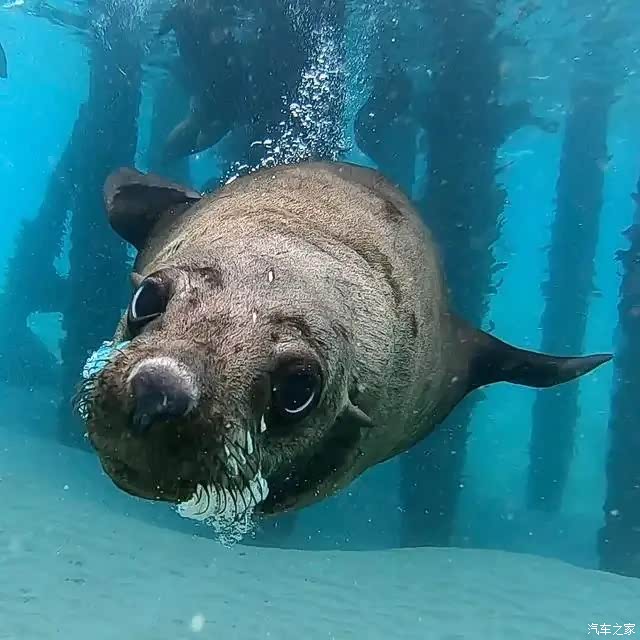 藏在海藻森林中的点纹斑竹鲨,是一种小型鲨鱼