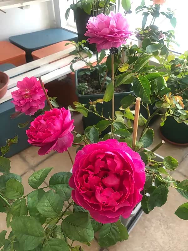 月季花胭脂香水一款以花香闻名于世的品种