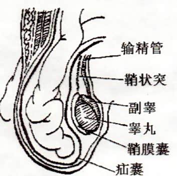 加规q7疝气大灯带转向辅助嘛
