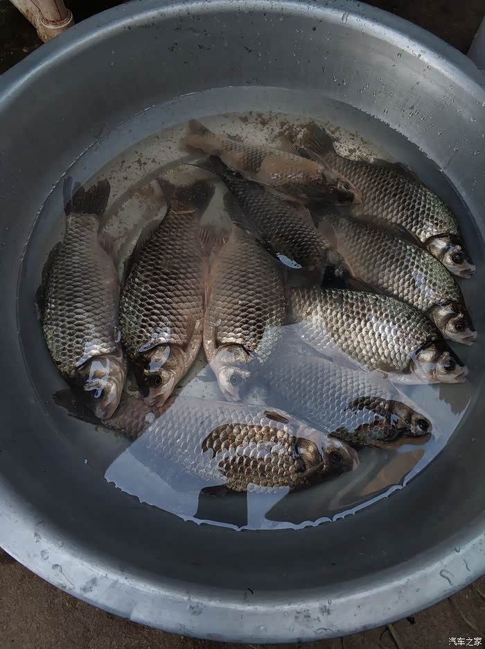 鱼多的吃不完