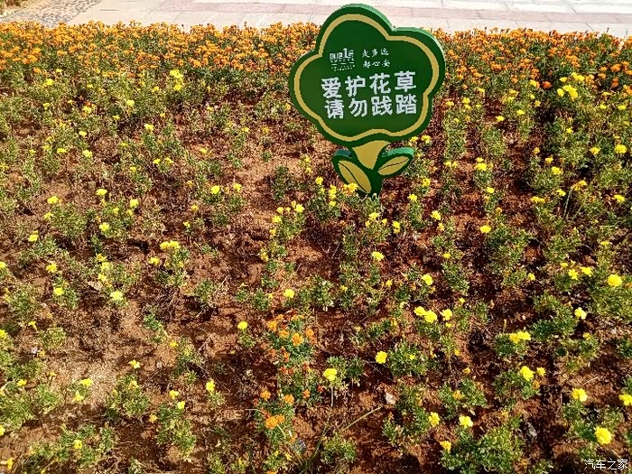 爱护花草,请勿践踏.