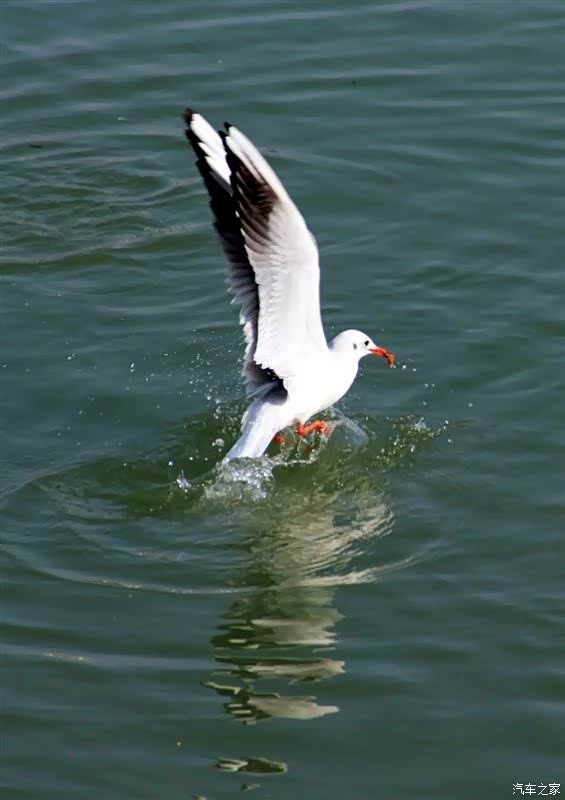 成群结队生活在江河随拍水鸽子