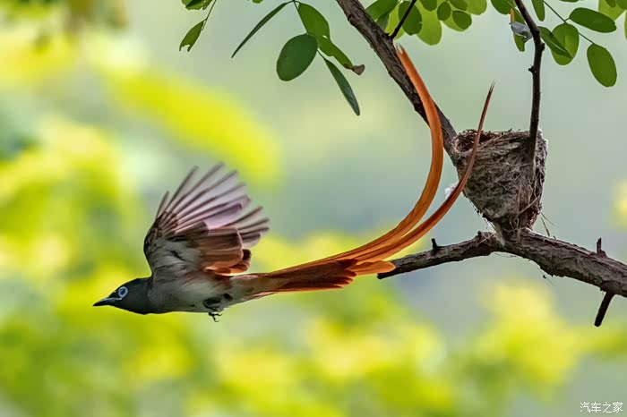 江西论坛征文翩然若仙林中仙子寿带鸟