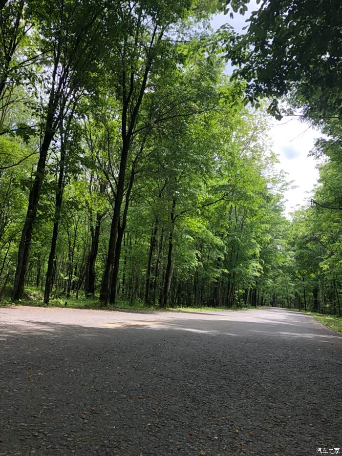 茂茂盛盛的大树林,偶有微风吹过,树叶沙沙作响,真的是灵魂上的陶冶啊