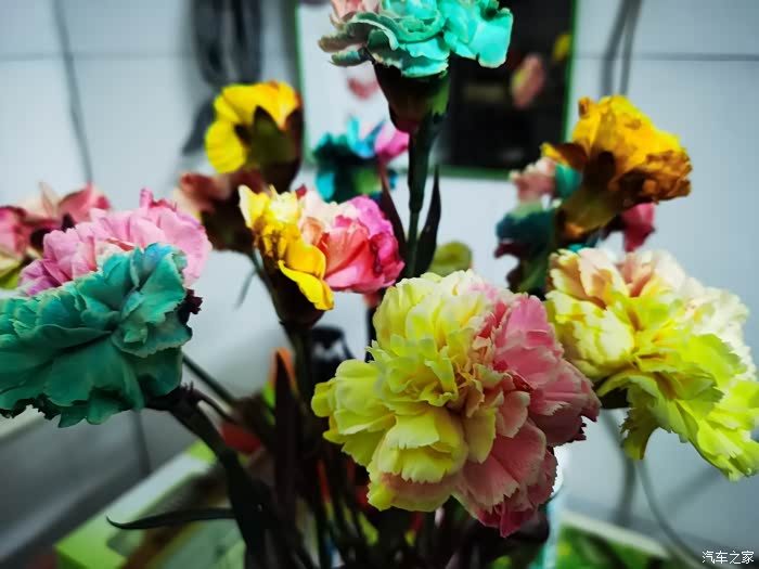 吸色康乃馨混合色彩的人工合成花