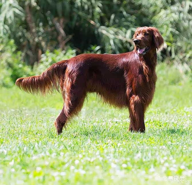 喜迎2022猎犬爱尔兰赛特犬