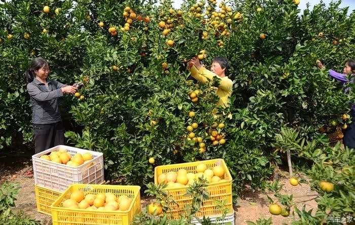 (支持江西论坛)开车去摘赣南脐橙,还是熟悉的味道