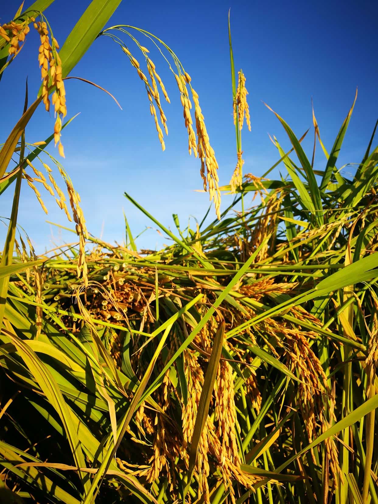 一穗穗饱满金黄的稻谷迎风飘扬.