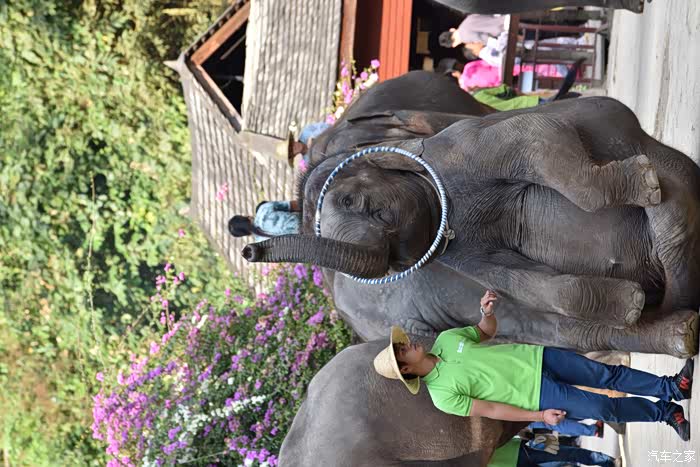 大象用鼻子转呼啦圈