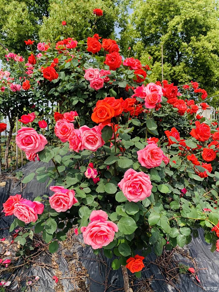 【图】成都市新津区唯一早春玫瑰花海自驾游.