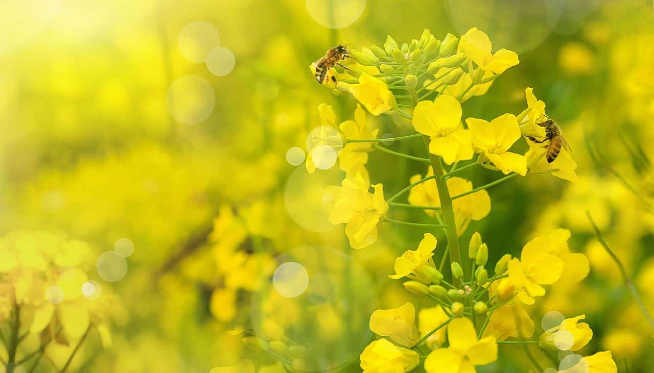 浓郁的油菜花香沁人心脾闪烁着美丽的光芒