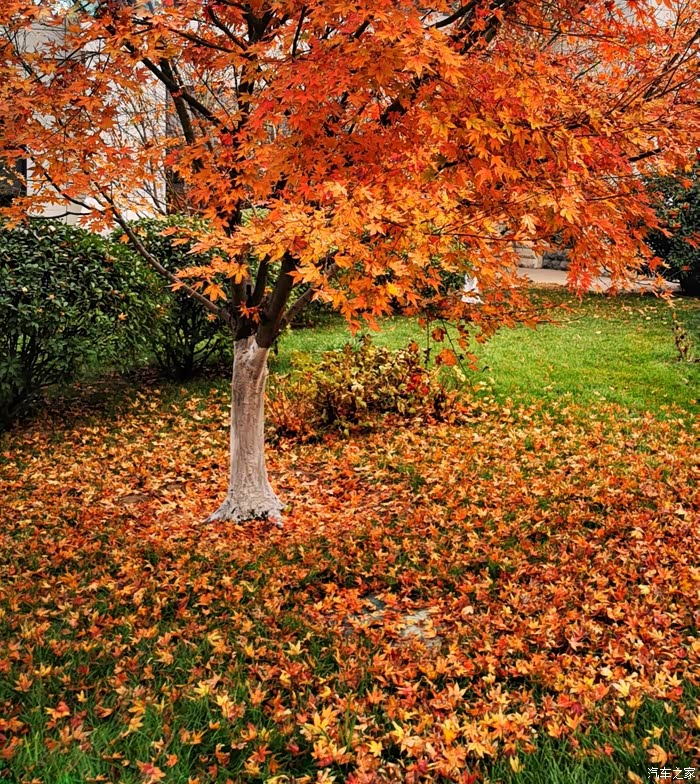欣赏晚秋的最后一抹色彩——关门山枫林