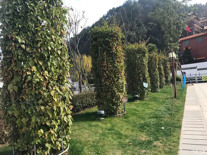 景区树木形状也独特哦,以圆柱体形状来生.