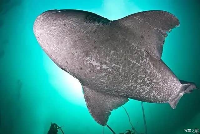 藏在海藻森林中的点纹斑竹鲨,是一种小型鲨鱼