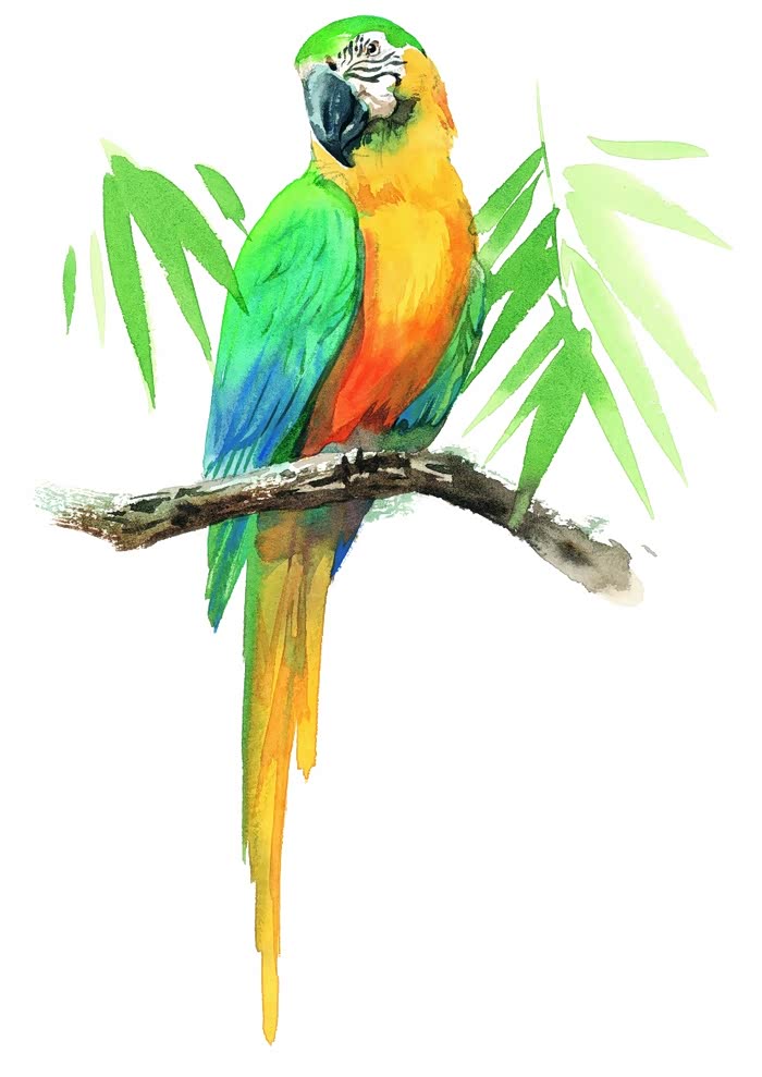 【狂欢十二月】各种鸟类彩绘油画【二】