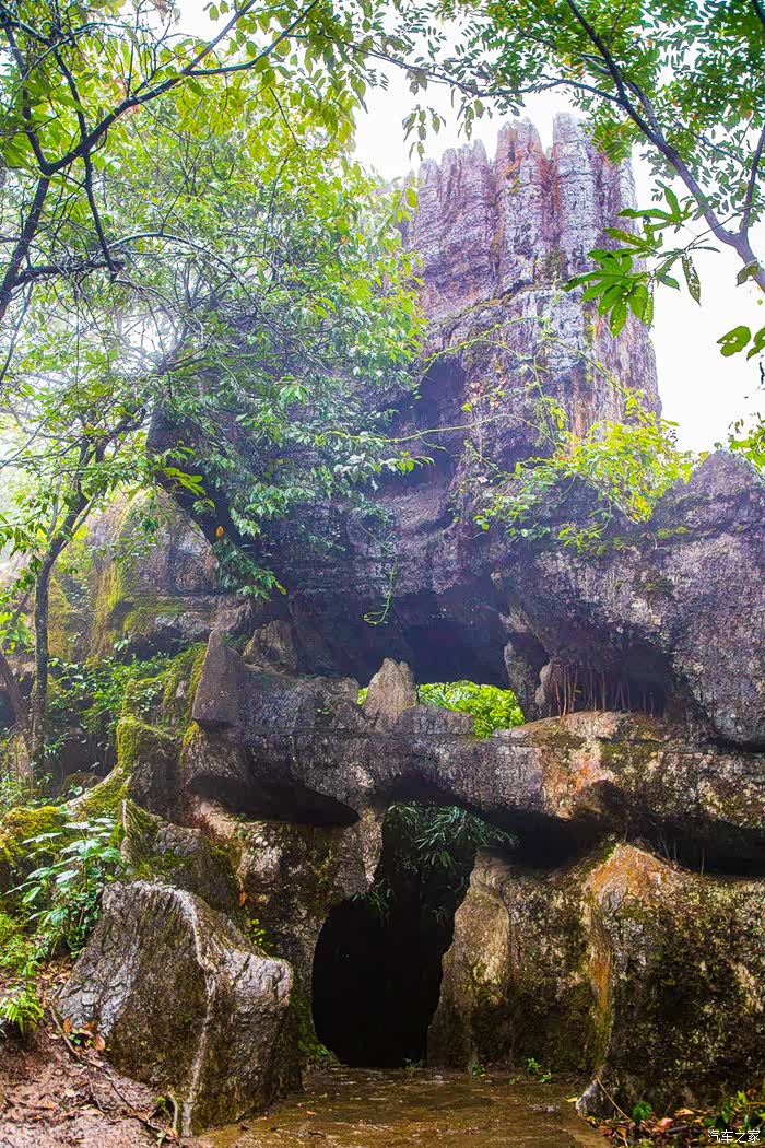 鬼斧神工景色奇雨雾之中侏罗纪重庆山王坪石林